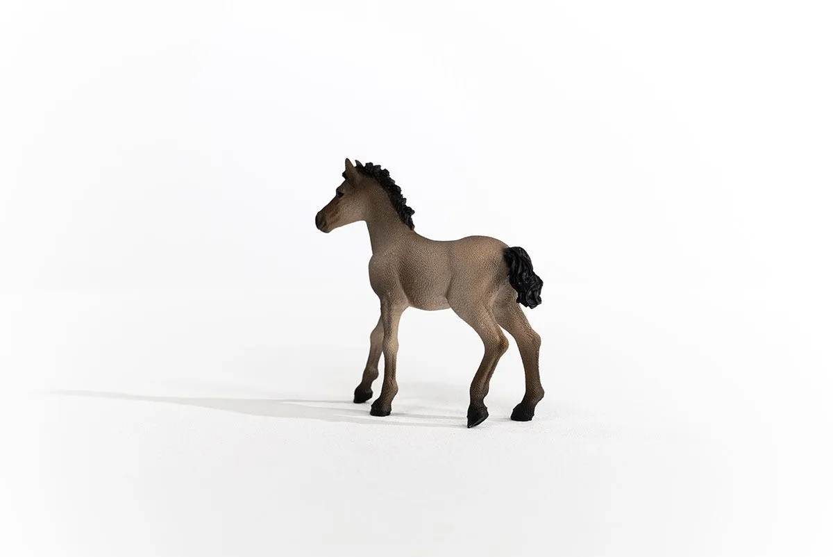 Criollo Definitivo Foal